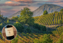 Top 7 Wine Regions in Greece to Visit in the Fall